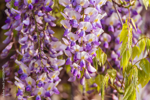 Blooming Wisteria Sinensis with scented classic purple flowersin full bloom in hanging racemes on the wind closeup. Garden with wisteria in spring.