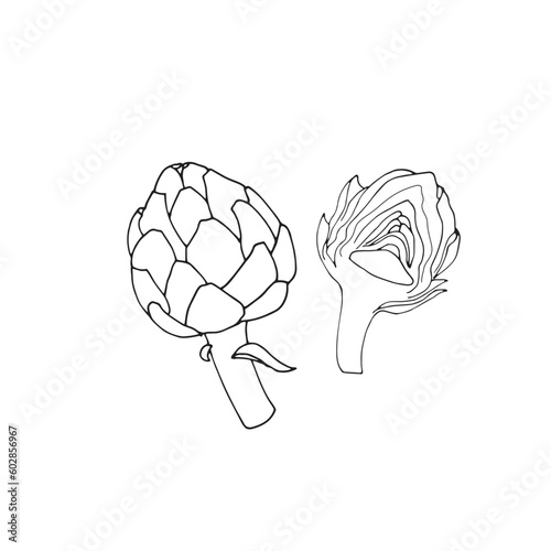 Hand-drawn artichokes, isolated vector illustration on white background, half artichoke