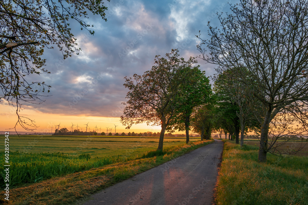 little road at sunrise with trees little road at sunrise with trees