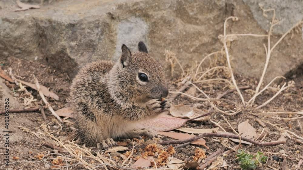 California squirrels are very prolific. In the spring they have many charming babies. California squirrels are very prolific. In the spring they have many charming babies.