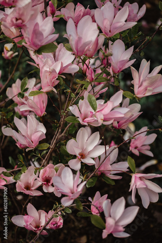 Magnolia soulangiana 