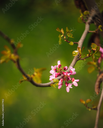Cercis tree blossom in botanical garden
