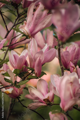 Magnolia soulangiana 