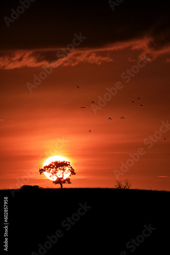 sunset in alentejo Portugal birds photo