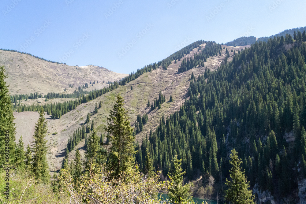 View of a hill with trees, Kolsai lake, Kazakhstan.