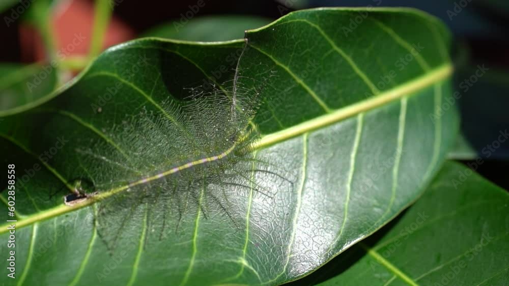 Macro close up of Crazy Looking Caterpillar - tracking soft focus Macro close up of Crazy Looking Caterpillar - tracking soft focus