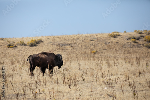 Bison standing alone in field of Antelope Island State Park