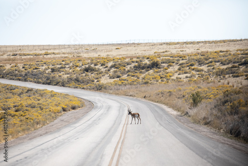 Lone antelope in the middle of the road in Antelope Island