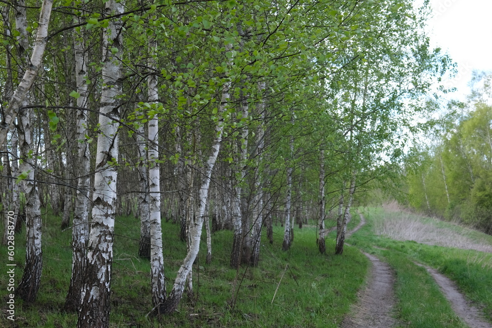Obraz premium Birch grove in the spring and a path.
