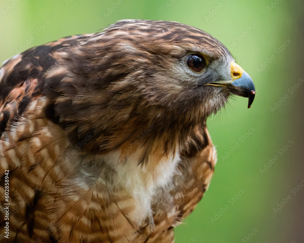 A Profile Portrait of a Red-shouldered Hawk A Profile Portrait of a Red-shouldered Hawk