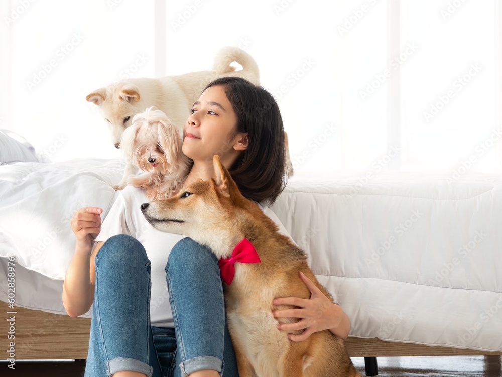 A group of lovely pet including brown and white Shiba Inu and Maltese puppy playing around Asian owner girl in the weekend at bedroom home A group of lovely pet including brown and white Shiba Inu and Maltese puppy playing around Asian owner girl in the weekend at bedroom home