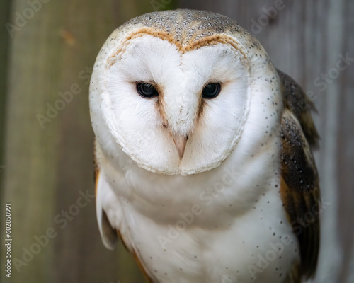 A Closeup Barn Owl Portrait