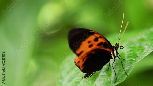 Beautiful torpical butterfly in motion photo