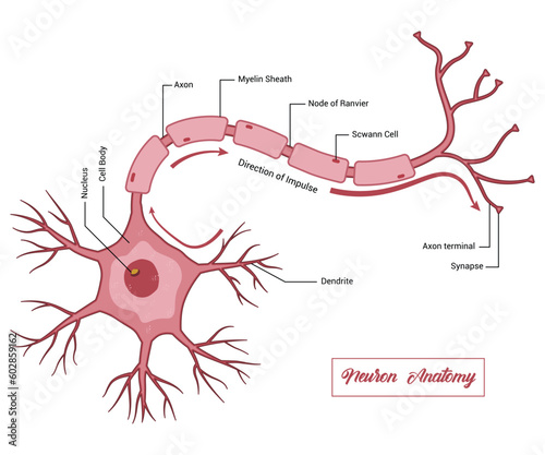 Neuron Anatomy Vector Illustration Design
