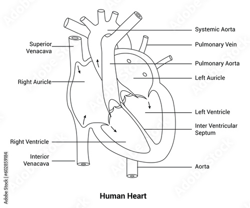Anatomy of the Human Heart  Line Art Vector Illustration