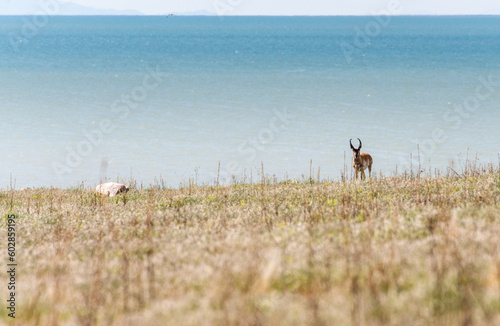 A lone antelope roaming the plains of Antelope Island near Salt