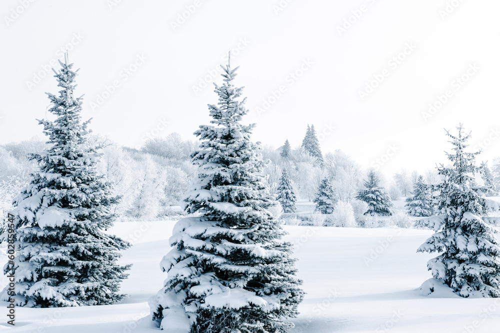 Beautiful winter scene with snow and frost covered trees. Beautiful winter scene with snow and frost covered trees.