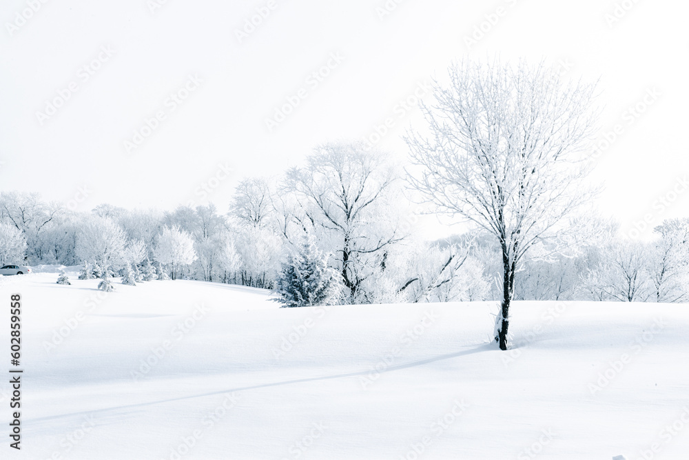 Beautiful winter scene with snow and frost covered trees. Beautiful winter scene with snow and frost covered trees.