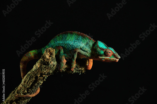 Multicolor Beautiful Chameleon closeup reptile