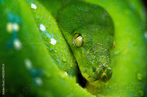 Green tree pyton on branch