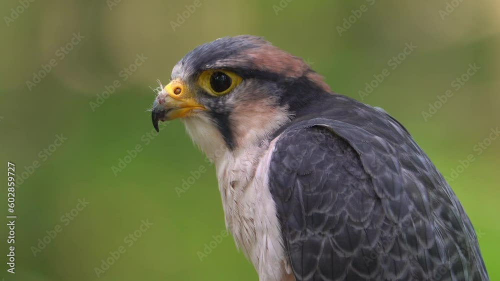 A lanner falcon closeup clip A lanner falcon closeup clip