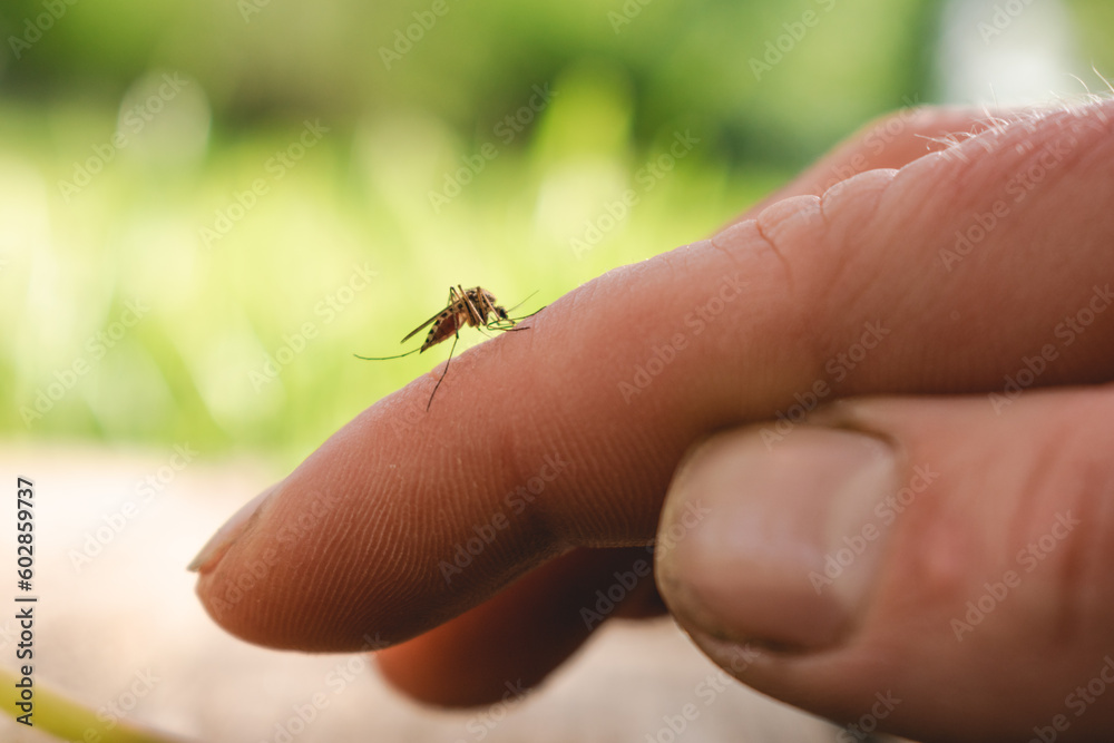 A mosquito on human skin drinks blood. Insect attack on humans. 