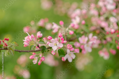 A pink blossom in lush springtime foliage, captured up close