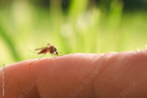 Close-up of a mosquito drinking human blood.