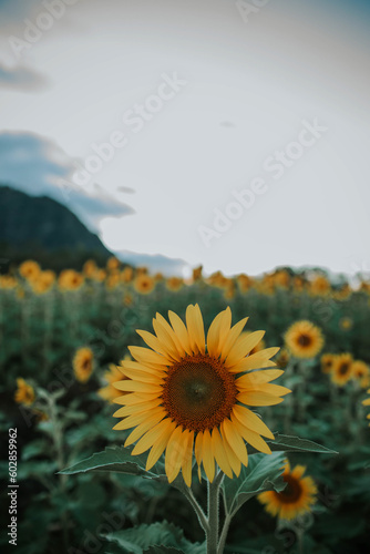 Sunflower in sunflower field in Hawai'i. #602859962