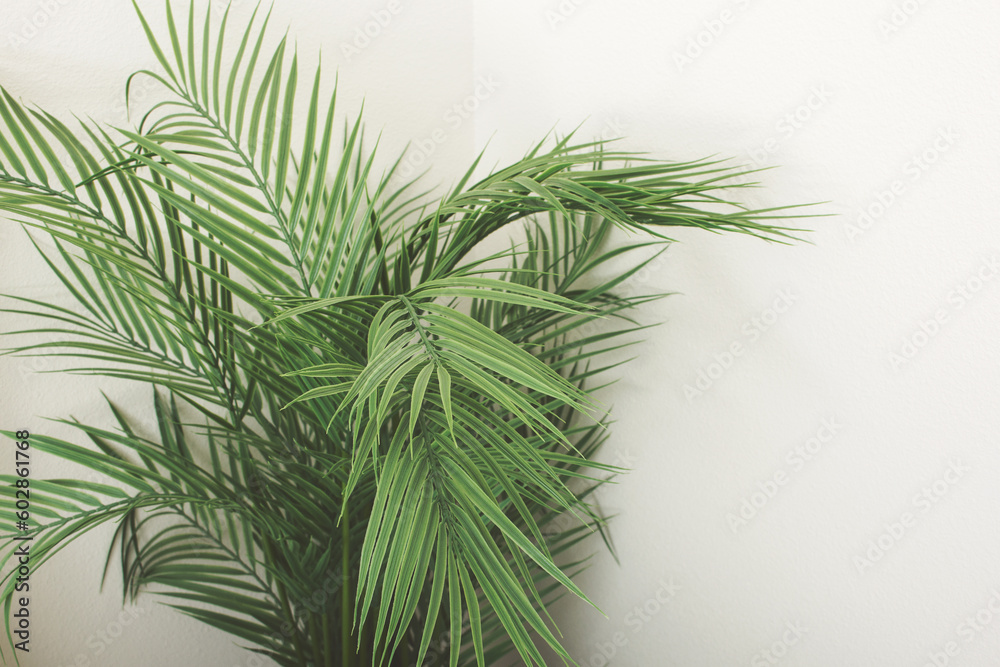 A view of a palm tree against a blank white wall. A view of a palm tree against a blank white wall.