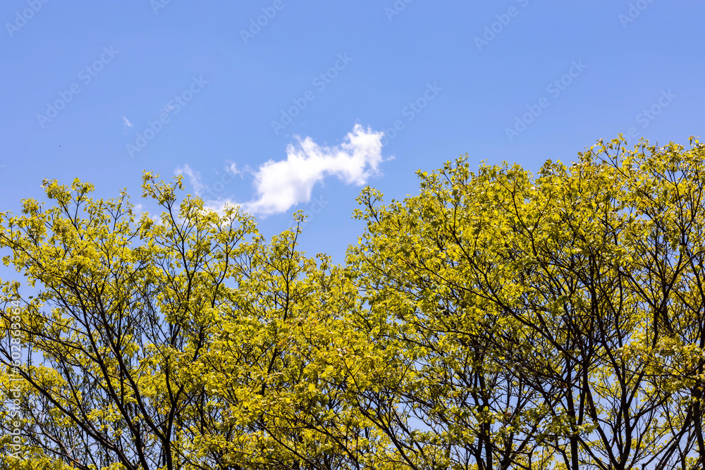 Fototapeta premium tree in the sky