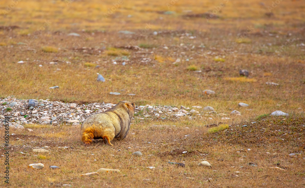Obraz premium The marmot sits in the grass in the mountains, looks to the side, as if reading your text, studying, showing curiosity, interest. Copy space with place for text. Landscape with wild animals.