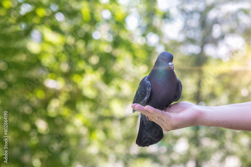 A human with his hands feeds a dove .