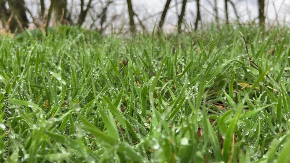 Green grass in the yard, morning dew, the beginning of a beautiful day, at dawn, dewy, outdoors, beautiful. High quality 4k footage Green grass in the yard, morning dew, the beginning of a beautiful day, at dawn, dewy, outdoors, beautiful. High quality 4k footage