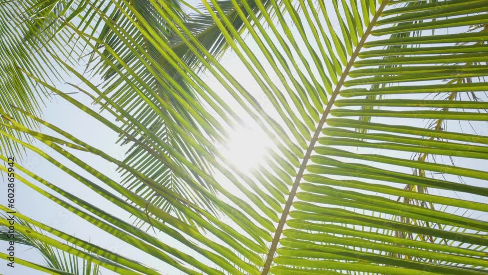 Coconut palm trees, beautiful tropical blue sky sandy good summer.