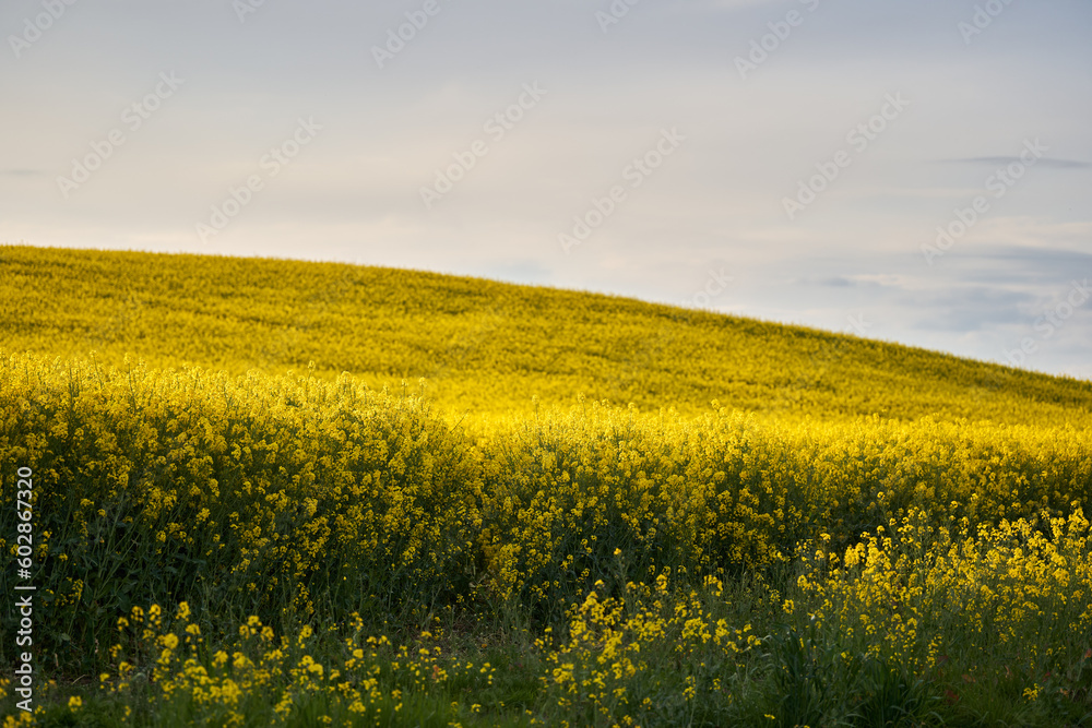 Blooming canola field landscape
