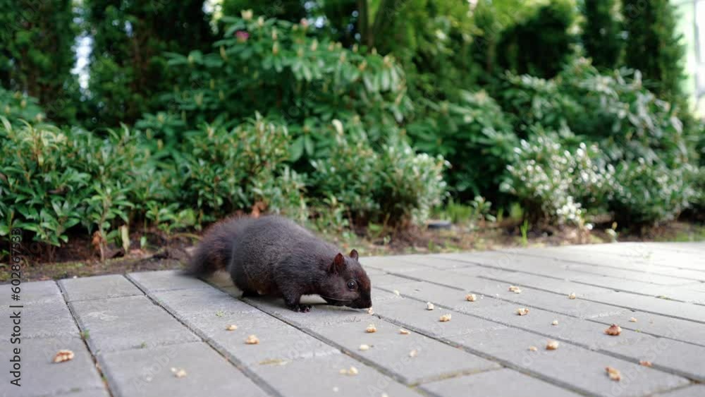 cute black squirrel eating nuts in the backyard (forest, nature, animals) cute black squirrel eating nuts in the backyard (forest, nature, animals)