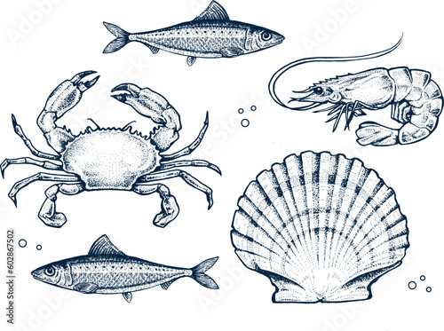 Seafood collection. Engraved vintage. Fish, seashell, crab, shrimp, herbs. Vector illustration. Sea restaurant set. 