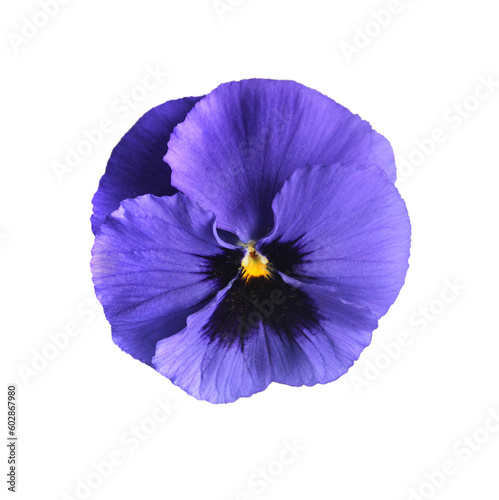 Viola tricolor isolated on a white © khudoliy