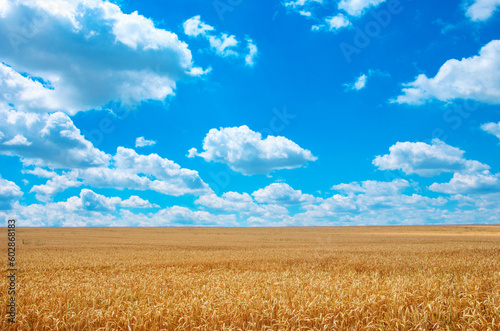 Golden wheat field under sunny blue sky