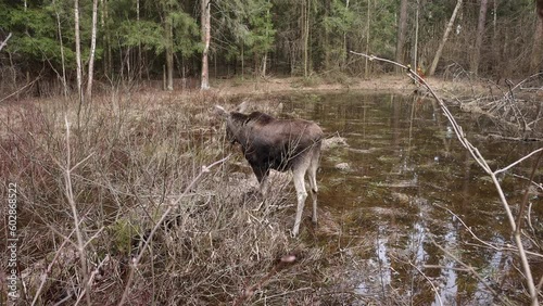Close-up view of female moose eating plants in the swamp