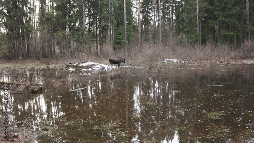 View of female moose eating plants on small lake