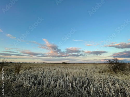 Grande Prairie  Alberta  Canada  field and sky