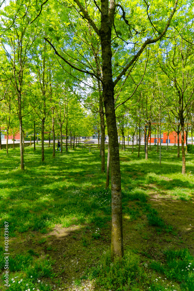 Tree alley of public park at City of Zürich district Oerlikon on a blue cloudy spring day. Photo taken May 12th, 2023, Zurich, Switzerland.