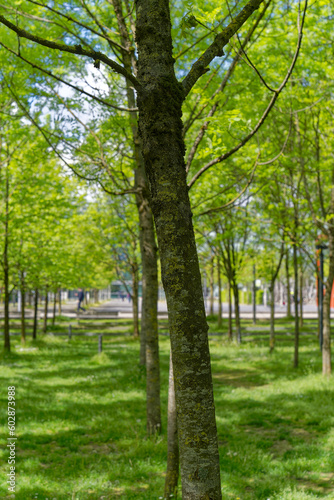 Tree alley of public park at City of Z  rich district Oerlikon on a blue cloudy spring day. Photo taken May 12th  2023  Zurich  Switzerland.