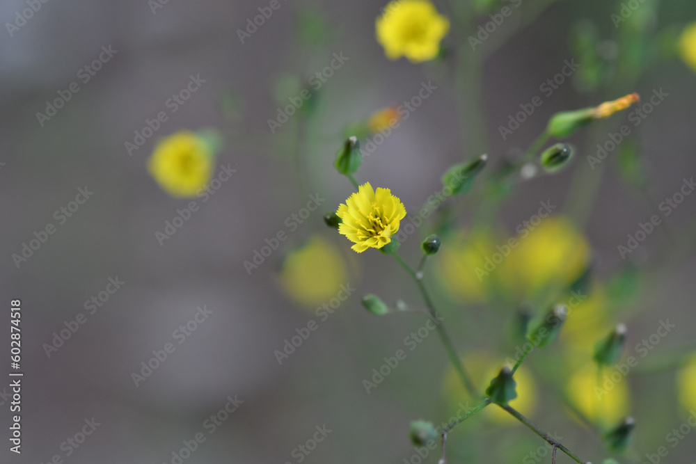 黄色の花 黄色の花