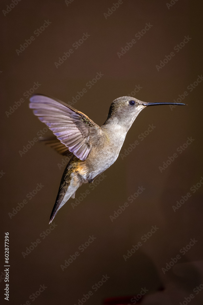 Fototapeta premium Hummingbirds