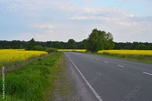A road for cars in the middle of a yellow field in the Chernihiv region of Ukraine 