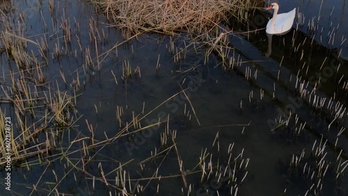 Dolly and Tilt Shot of Mute Swan (Cygnus Olor) Guarding its Nest with 5 Eggs in Klintehamn, Gotland, Scandianvia photo