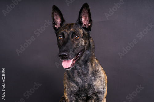 Dutch Shepherd Puppy Dog portrait in studio closeup, dark, red background